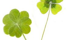 四叶草之另类诠释