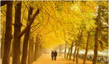 落叶纷纷秋意凉