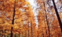 学校里的小树林