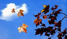 藏在落叶中的秘密