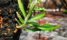 剪去生命多余的枝桠