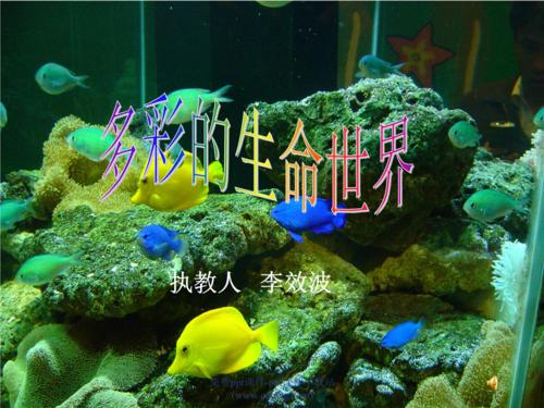 我多彩的初中