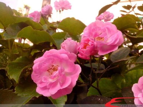 在记忆中的花_500字