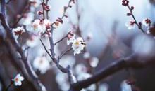 像寒梅一样生活