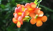 像花儿一样生活