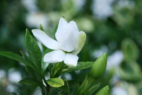 栀子花在家乡