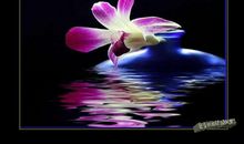 默默付出绽放绚烂之花