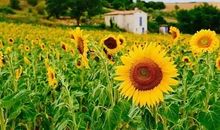 那一缕阳光下的微笑