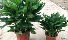 四季常绿的万年青