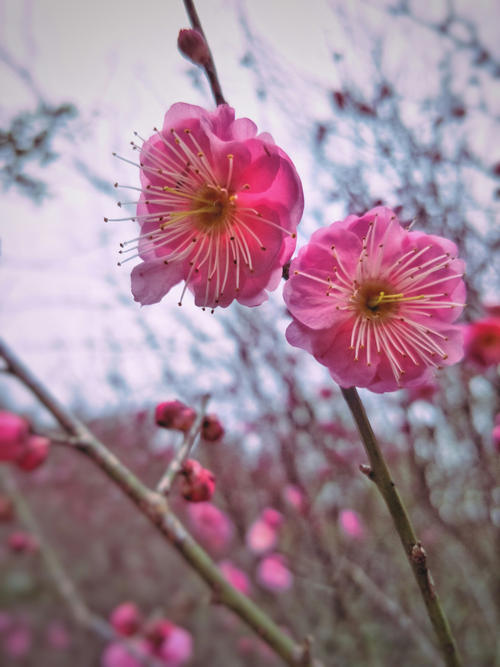 寻找鲜花