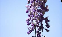 又是一年紫藤花开