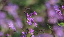 雨说·初春_100字