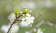 绽放在寒风中的花