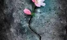 顽强不屈的生命力是最美的