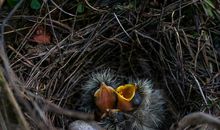 脆弱的生命之花