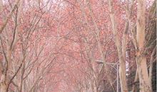 我爱四季法国梧桐