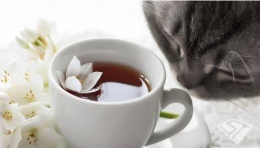 愁是一杯胸部茶叶