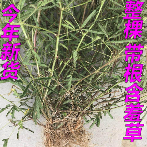 我们的班级“含羞草”