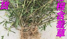 我们班的“含羞草”