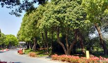 给生活一片绿荫