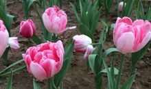 四方茉莉触动我心