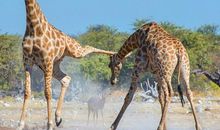 生活是一场“搏斗”