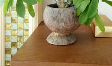 像仙人掌一样活着