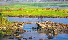 是“湿地”还是“失地”