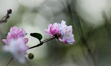 又是一年海棠花开