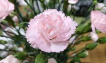 我用心去感受母爱