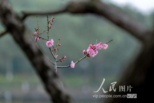 让花朵绽放在分支机构_200字