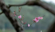 让花儿绽开在枝头_200字