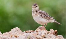 保护自然，保护鸟儿