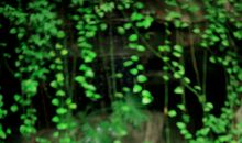 我的青春，我的梦