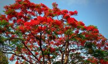 凤凰木下凤凰梦