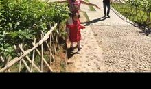 青春是年华里的一棵树