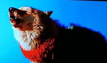 与大自然和平共处——《重返狼群》读后感