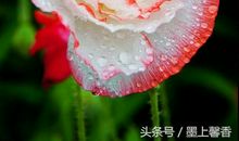 让鲜花更艳丽吧