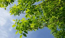 还自然一片绿色