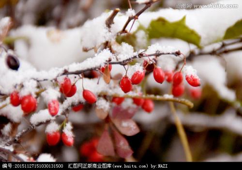 报告给雪_300字