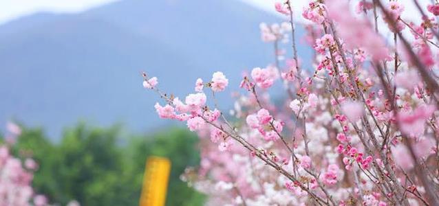 没有草将错过春天