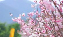 没有一棵草会错过春天