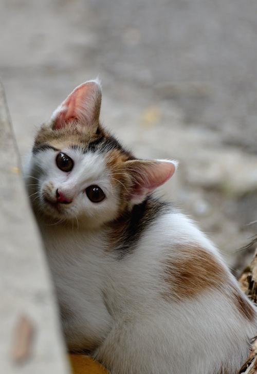 小猫