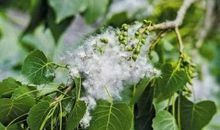 杨絮，春天的精灵