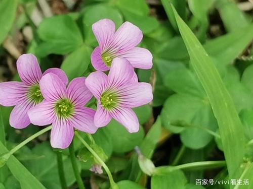 最漂亮的绿色