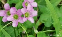 最动人的一抹绿