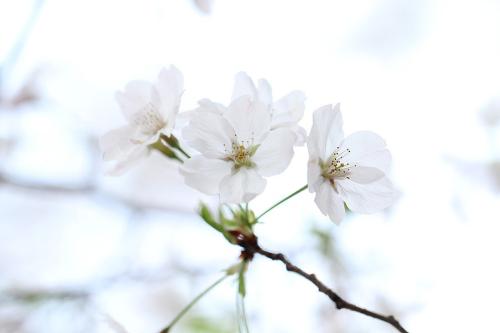 春天是鲜花的纪念