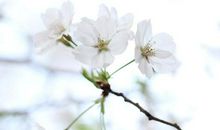 春天在盛开如花的记忆中