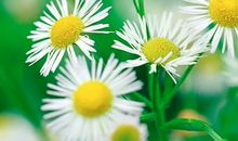 书里花香知多少