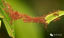 蚂蚁给予的启示